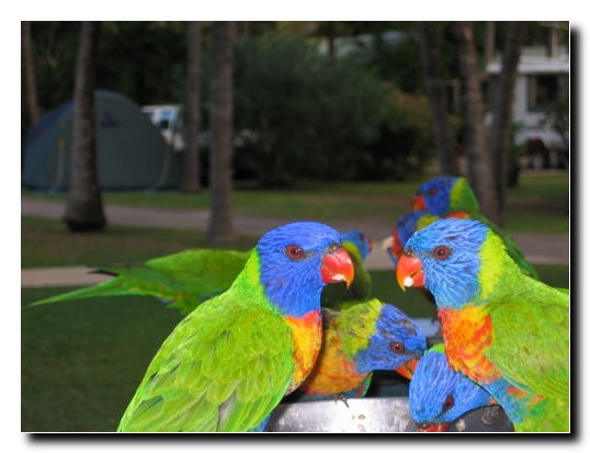 11 Vogelfuetterung